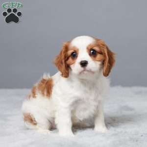 Nina, Cavalier King Charles Spaniel Puppy